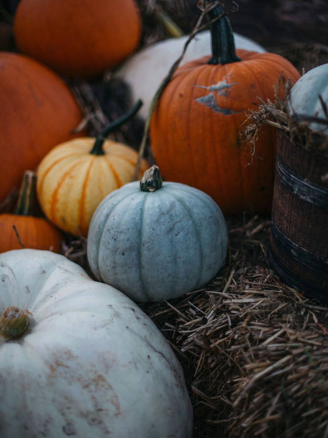 Seasonal visit at Libby's Patch