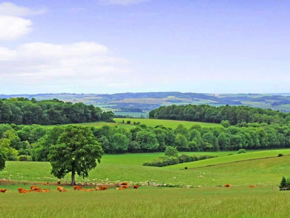 Rural Scene