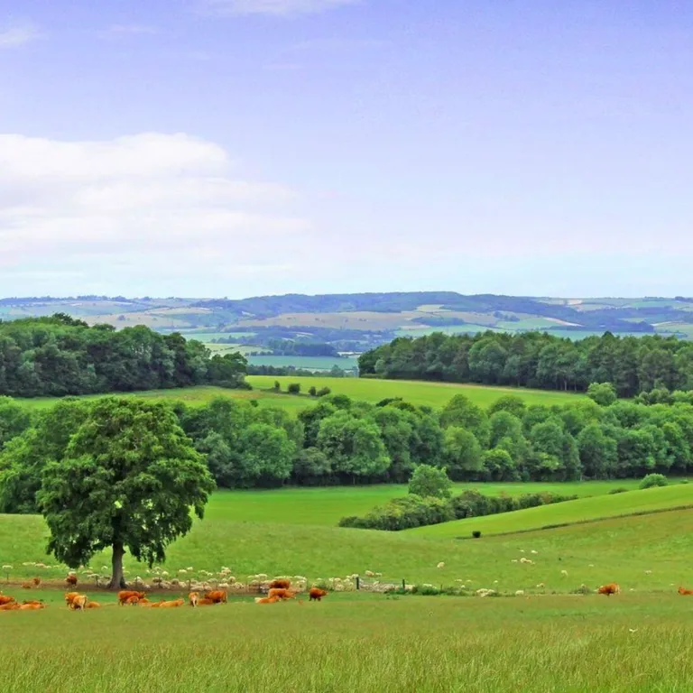 Rural Scene