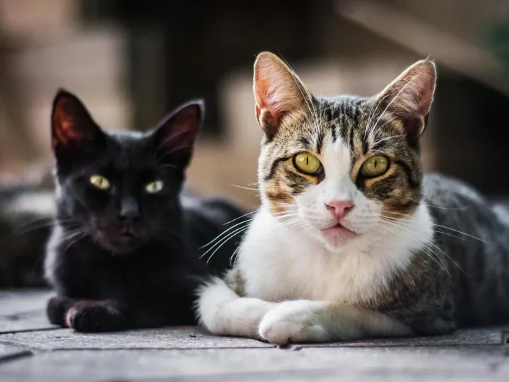 Horizontal shot of two sitting cats on a blurred