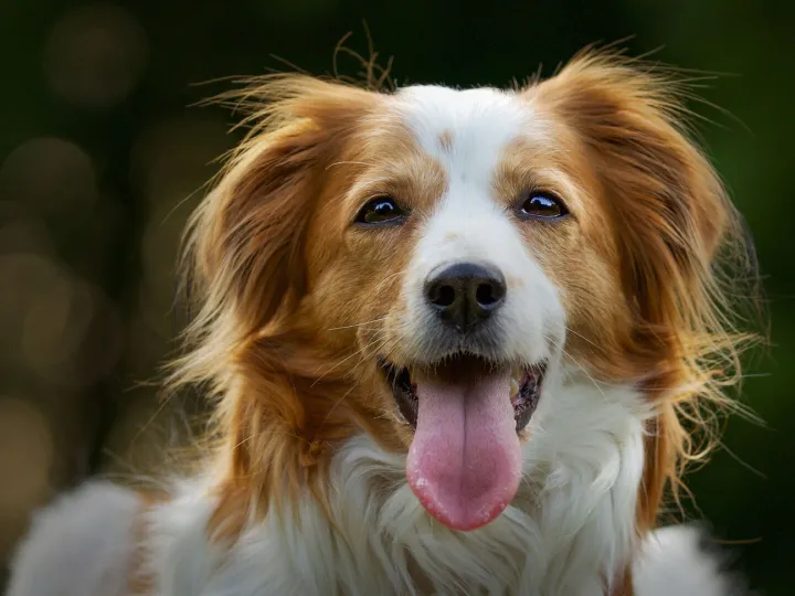 Selective focus shot of an adorable Kooikerhondje