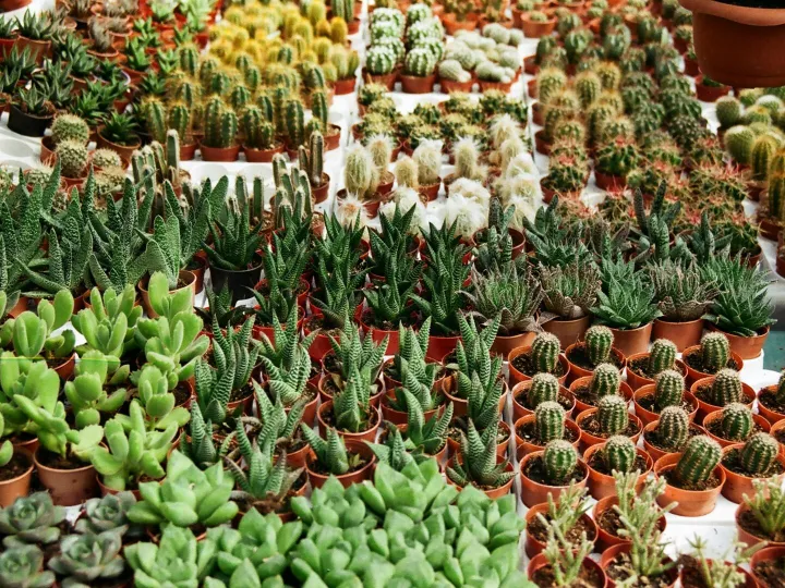 Diverse collection of potted cacti and succulents