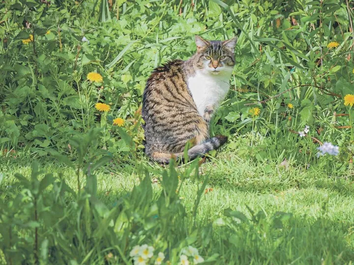 No-Mow-May