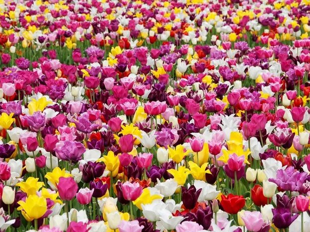 Tulips, flowers, field, tulip farm, tulip field