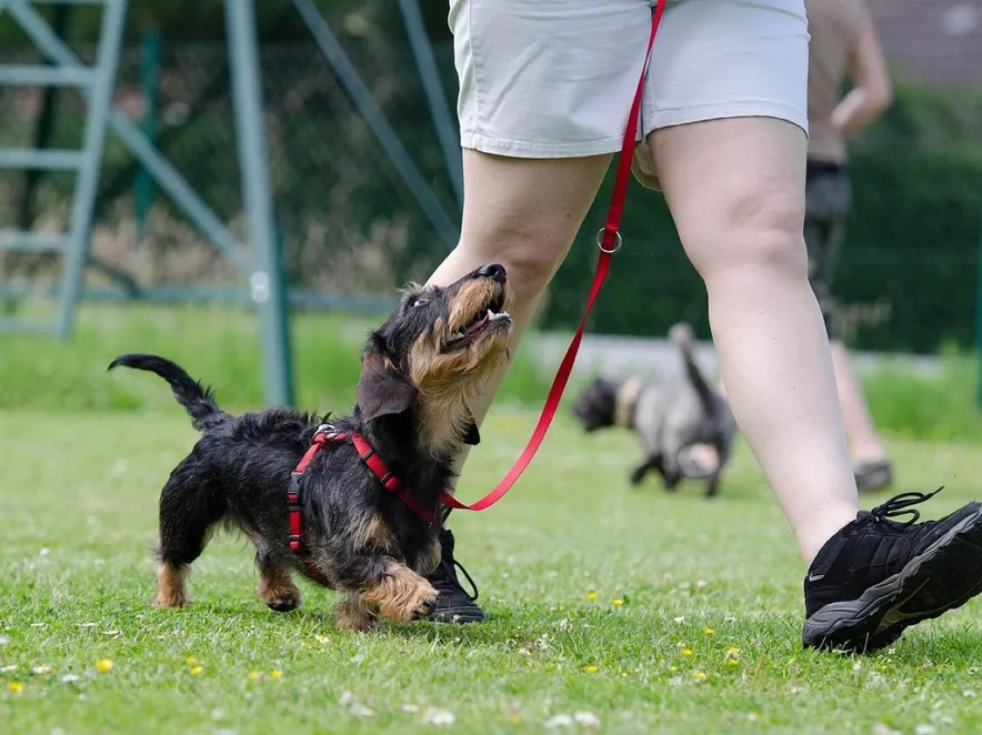 Dachshund, dog school, dog training, obedience