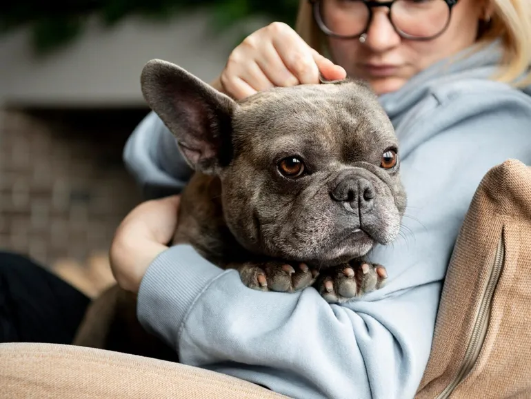 Dog lifestyle and care with owner