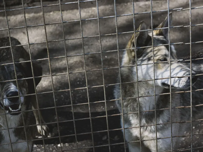 Pair of Siberian Huskies behind a wire fence in