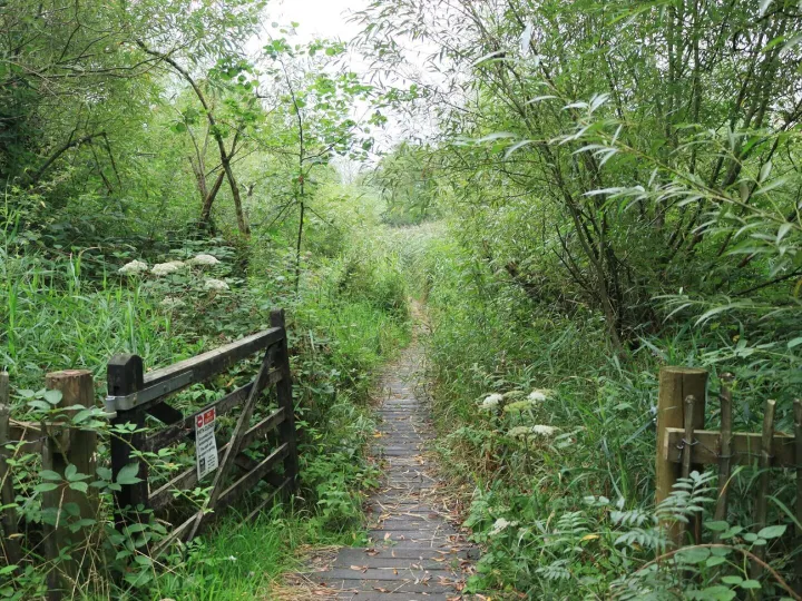 Explore the tranquil beauty of a lush, green woodland pathwa