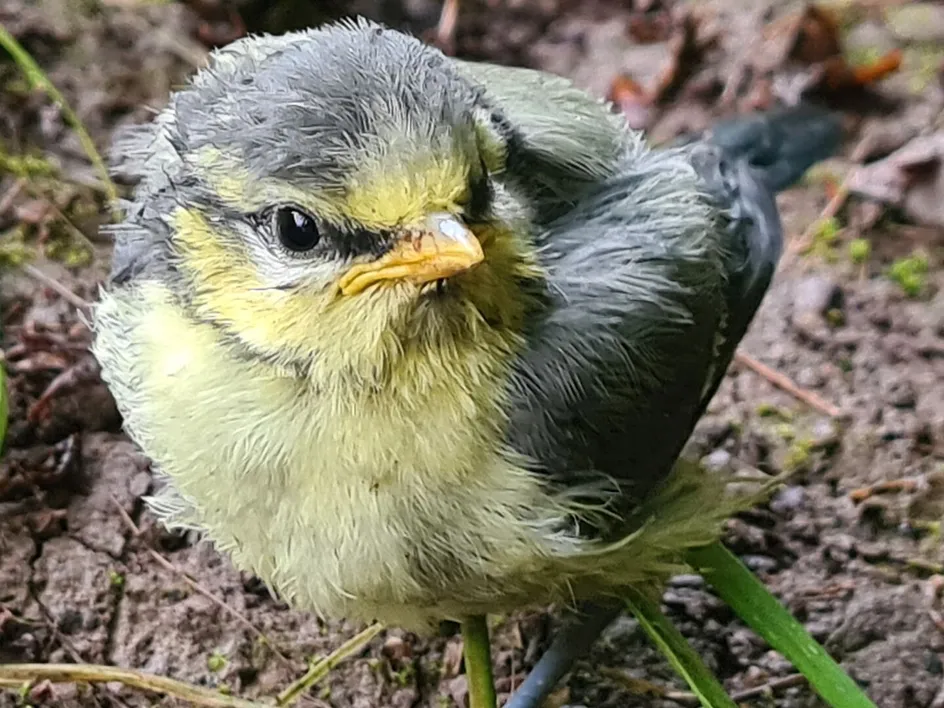 Blue tit