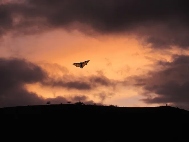 A bat silhouetted against the evening sky at dusk