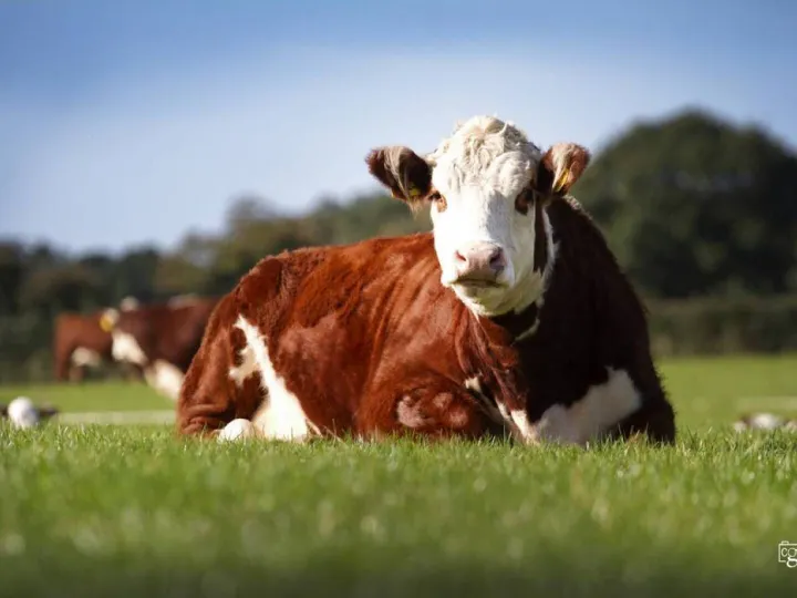 Sponsors Feature &ndash; Hereford Cattle Society