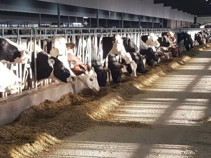 Photo Courtesy of VikingGenetics
