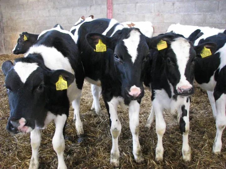 AHDB Dairy: dairy genetics and livestock breeding
