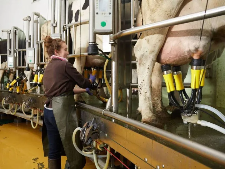 Sponsors Feature &ndash; ADF Milking