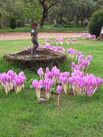 Colchicums