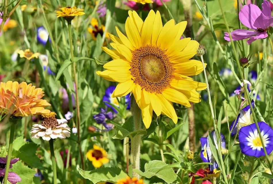 Sunflower, flowers, flower background, flower