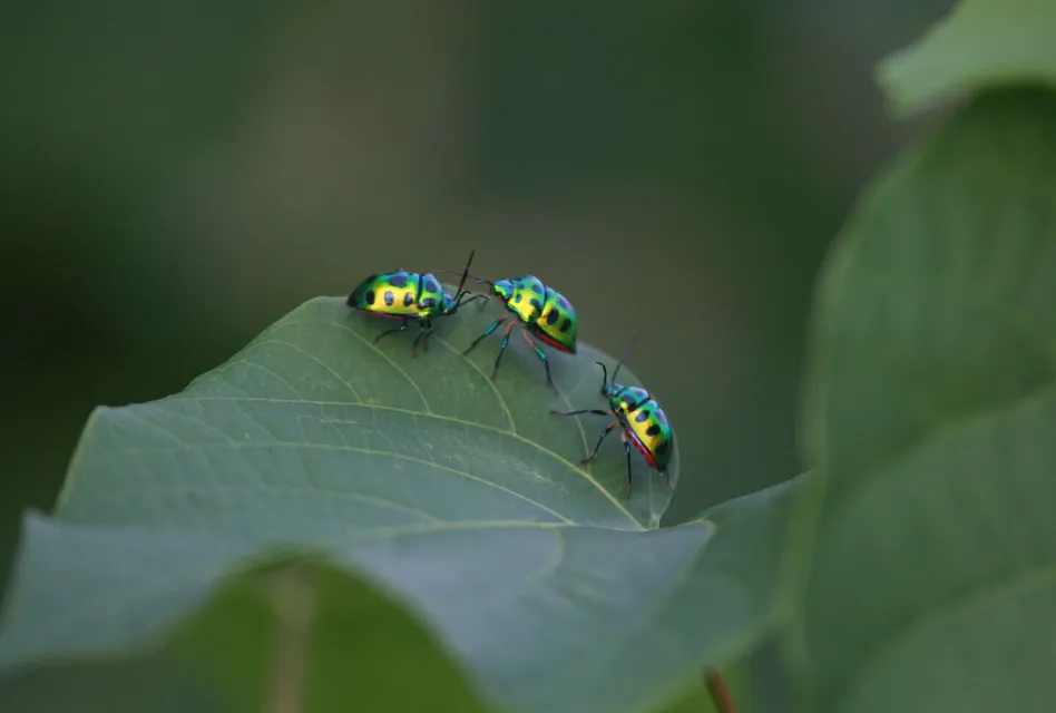 Close-up of three vibrant jewel bugs on a green