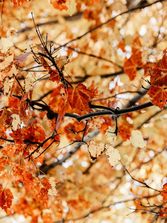 autumn