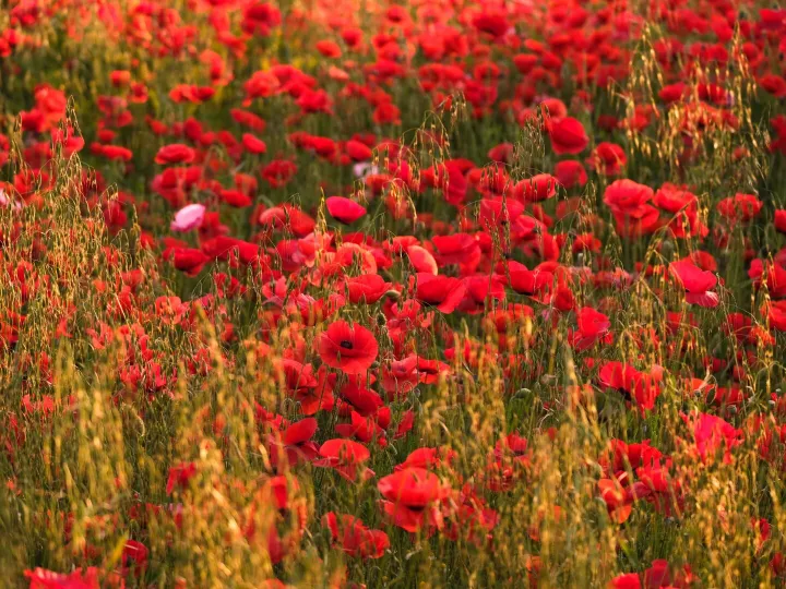A lush field of vibrant red poppies captured in