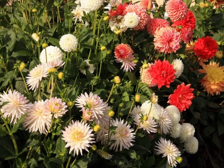 Chrysanthemums at allotments