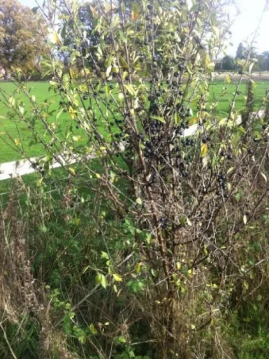 Sloes