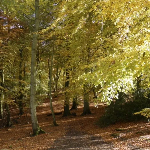 Chiltern Lanscape
