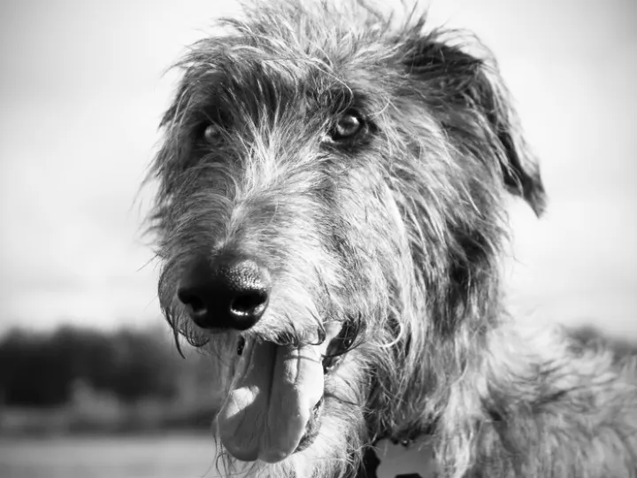 DogPic 02