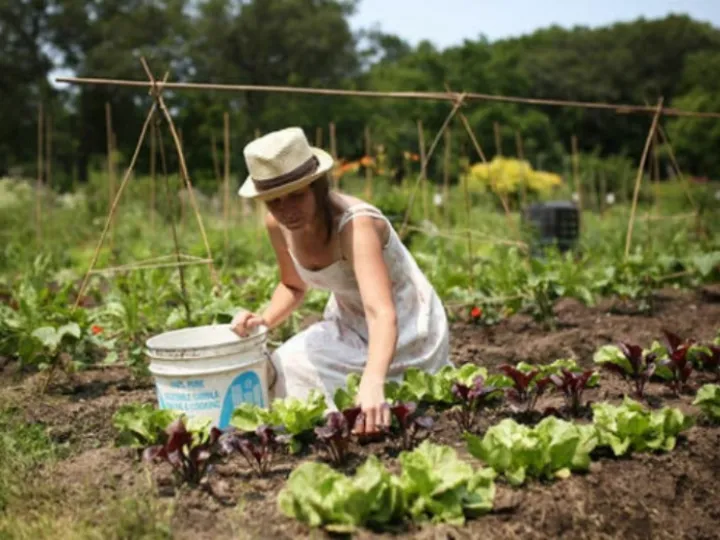Allotments 1