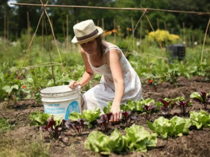 Allotments 05a