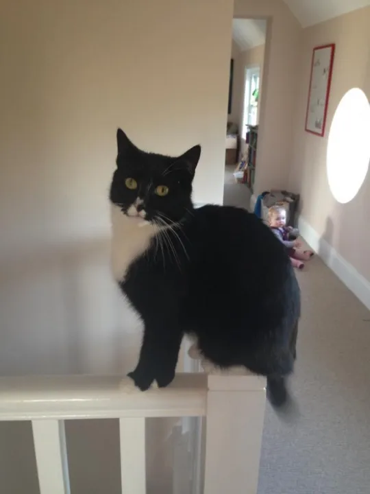 bebe