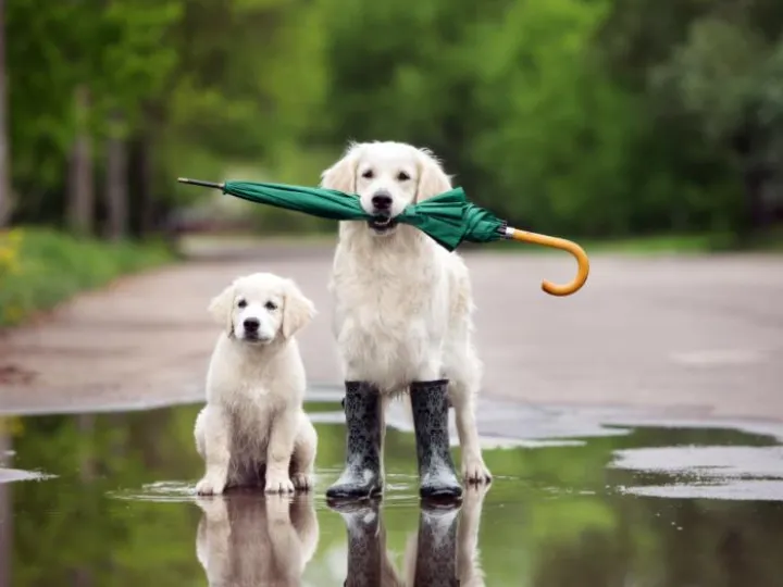 dog walk