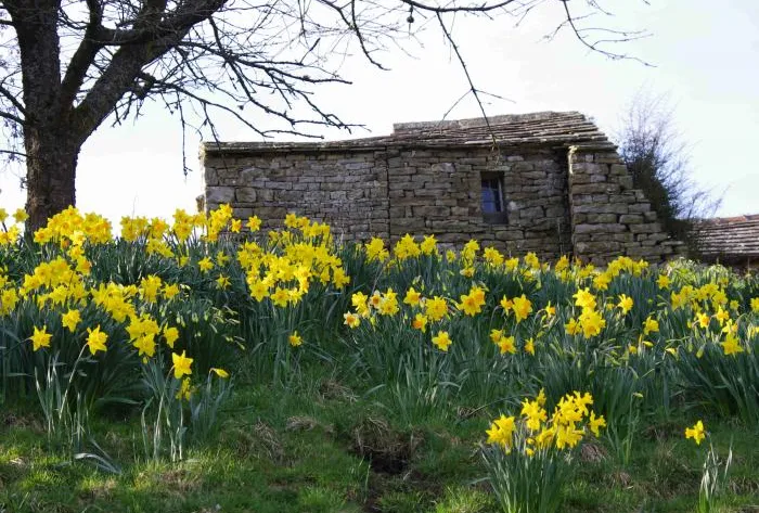 daffodils