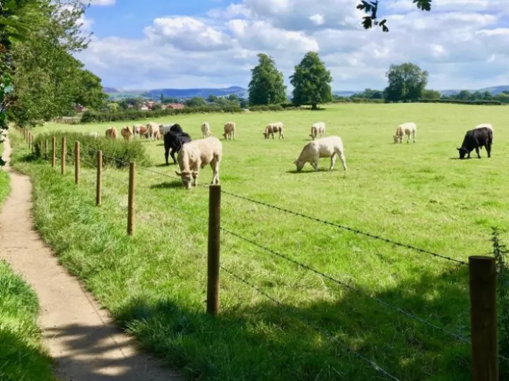 Henbury Cows