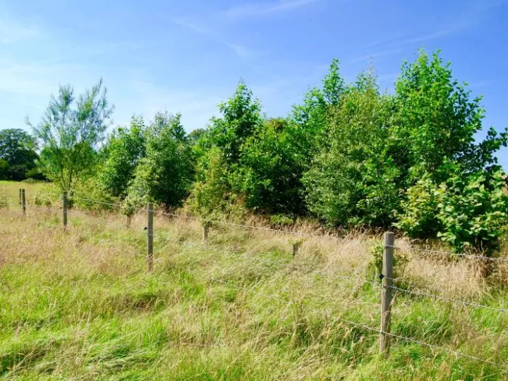 Henbury Trees