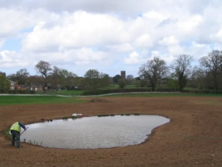 Newt ponds