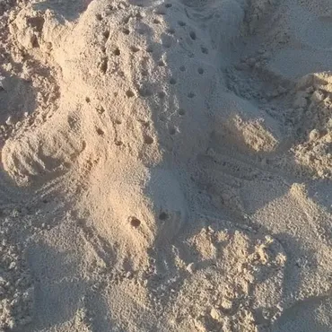 Turtle 2 ss