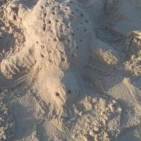Turtle 2 ss