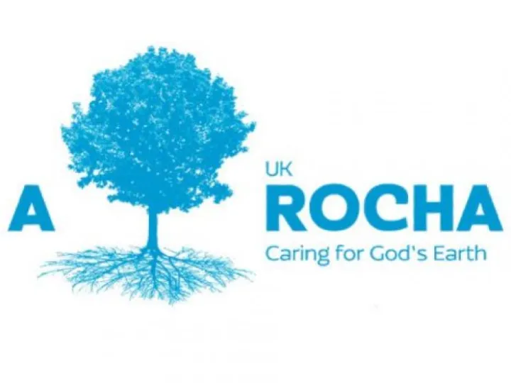 Arocha