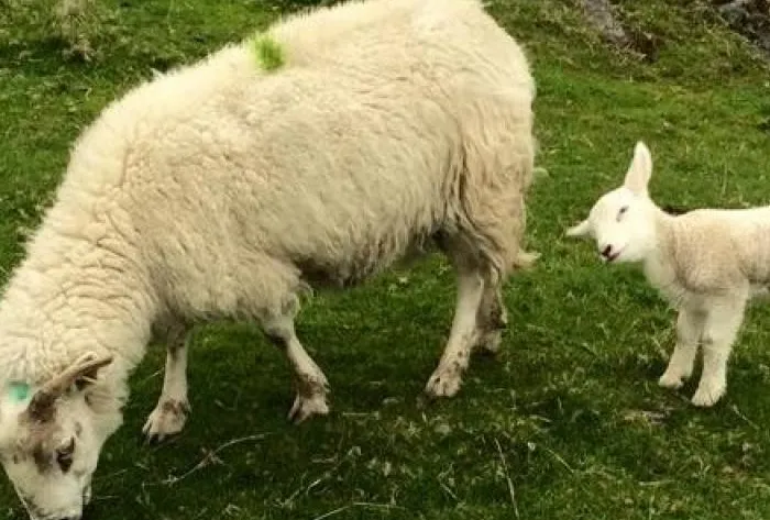 sheep (3)