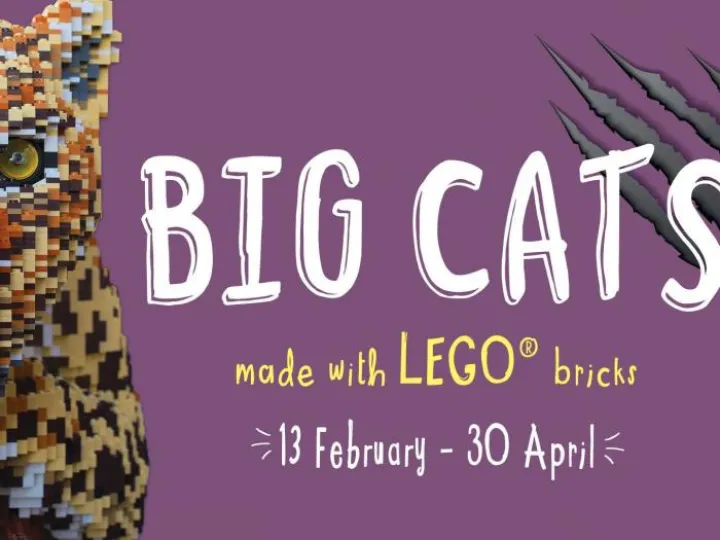 Big Cats 1