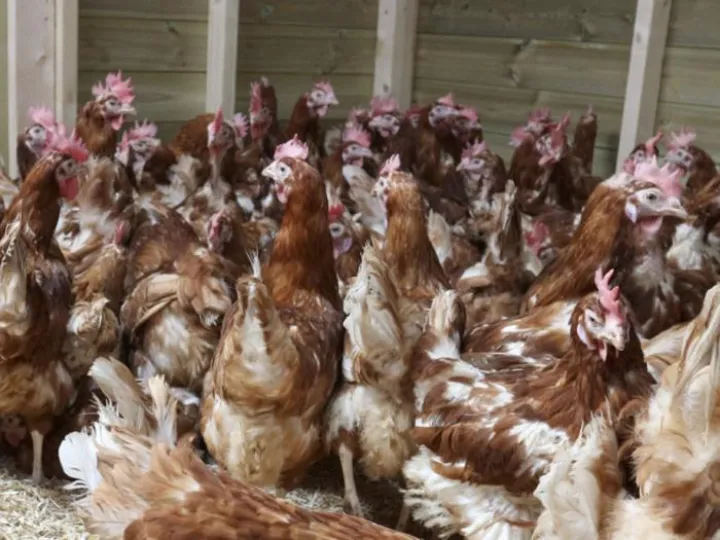 Hens Re-Housing