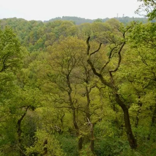 Woodland Wander