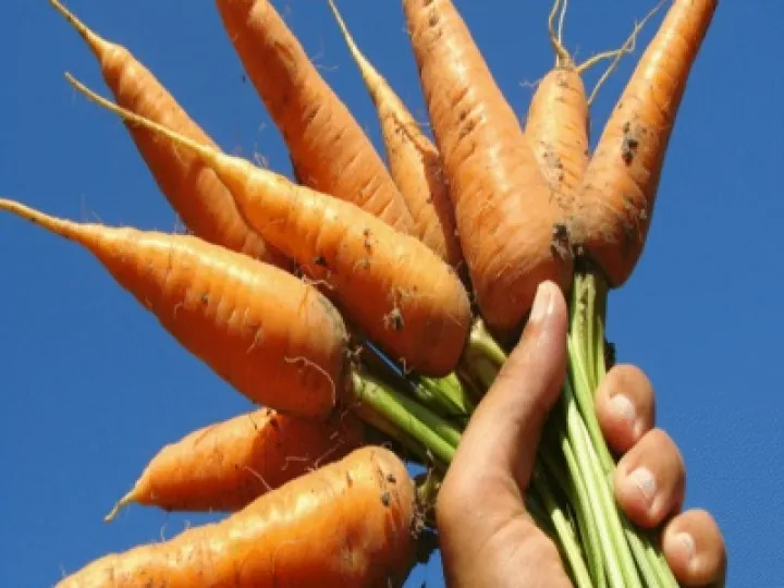 allotment 02