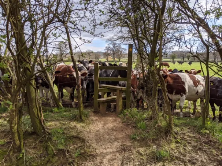 Cows