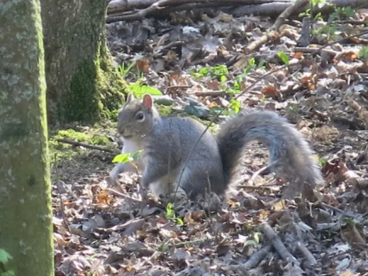 Squirrel  keith Barker