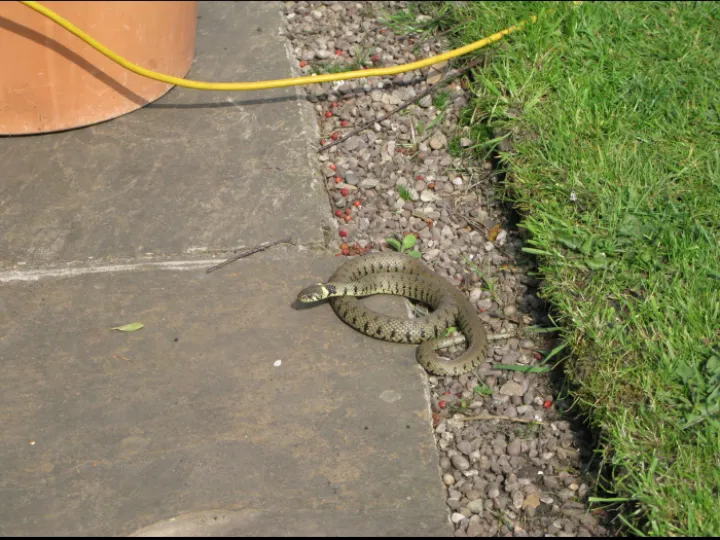 Snakes in Hankelow