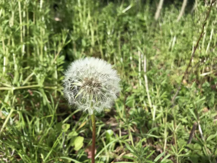 Thistle