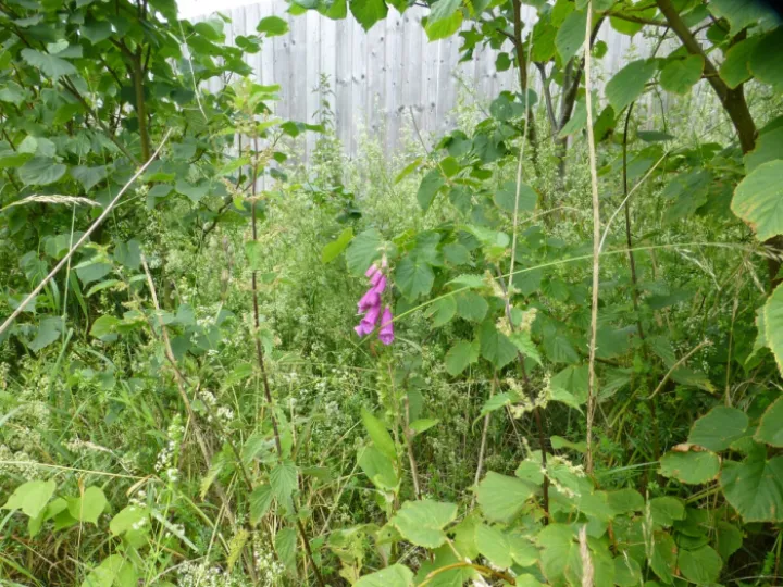 Tarvin Woodland Flowers Foxglove