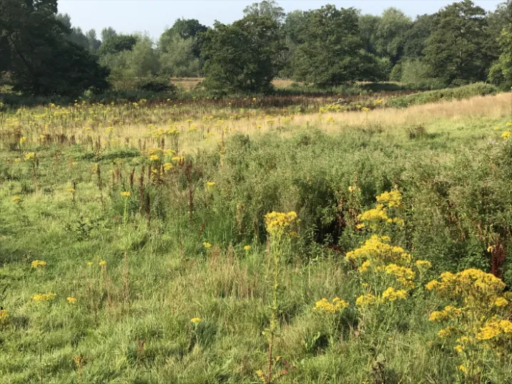 ragwort 2020