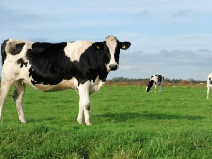 Cows in Field